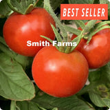 50+ Seeds Stupice Tomato Hybrid Vegetable Garden Planting Tomatoe USA Garden Plants