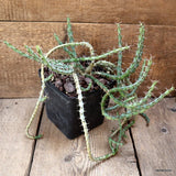 D4519 EUPHORBIA SP. pot14-H30-W36 cm MaMa Cactus Green Plant