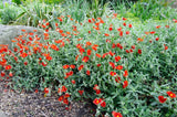 20 SCARLET GLOBEMALLOW Sphaeralcea Coccinea Cowboy's Delight Native Red Prairie Flowering Plants