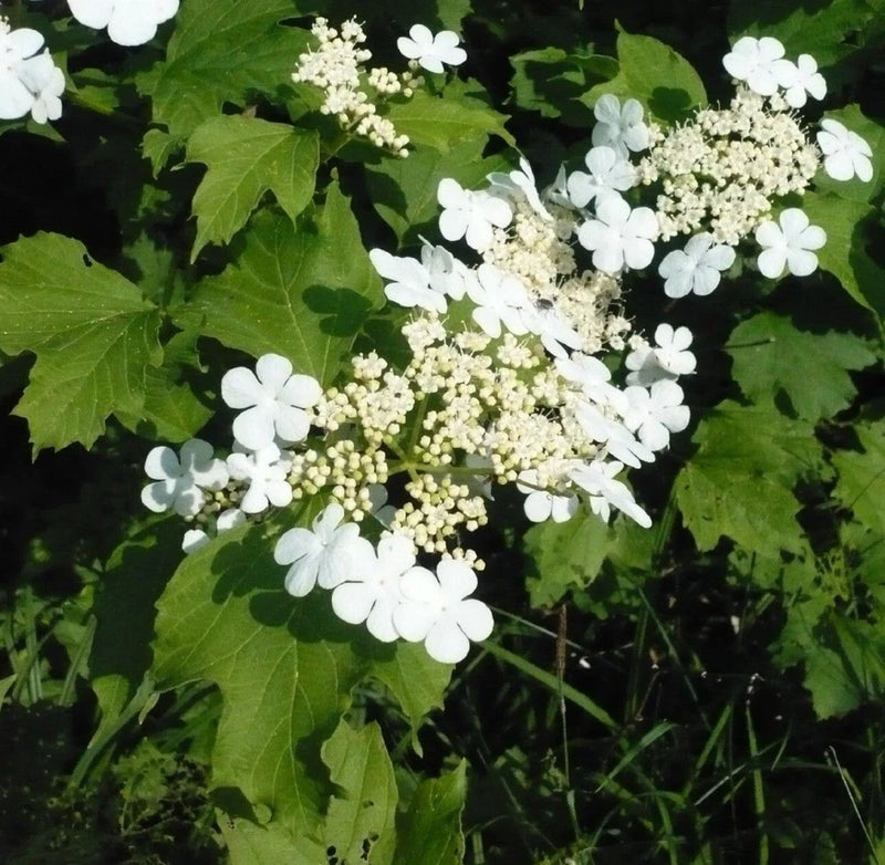 Viburnum Opulus Live Starter Plant Garden Plants