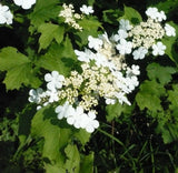 Viburnum Opulus Live Starter Plant Garden Plants