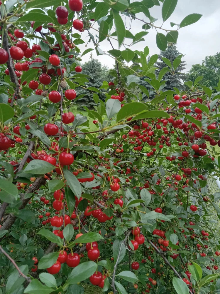 Cherry tree with red cherries and green leaves