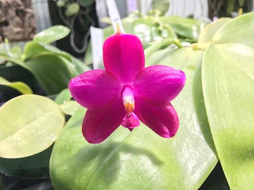 Pink Phalaenopsis orchid flower with yellow center on glossy green leaves