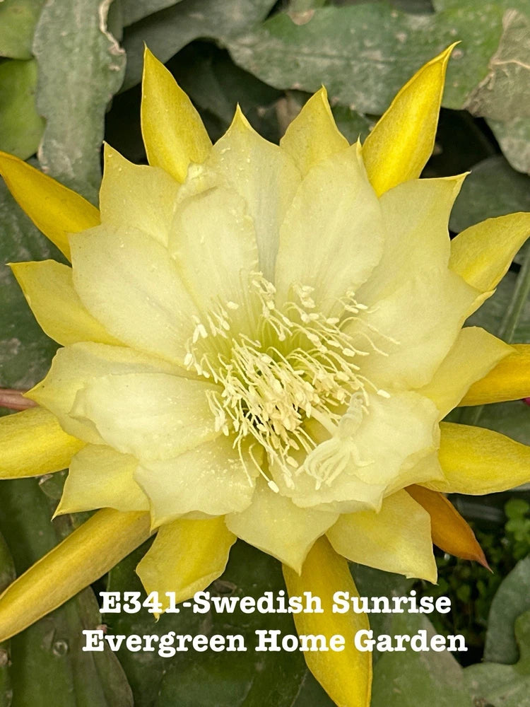 Swedish sunrise orchid cactus flower with pale yellow petals in a pot