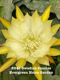 Rooted Epiphyllum Orchid Cactus Ò Swedish SunriseÓ Growing In 4Ó Starter Pot. Orchids