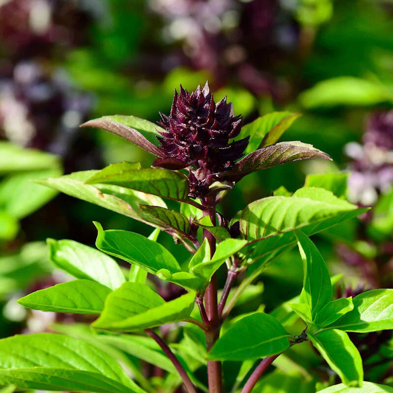 SIAM QUEEN BASIL 150 SEEDS FRESH GARDEN FRESH FOR GARDENS Garden Plants