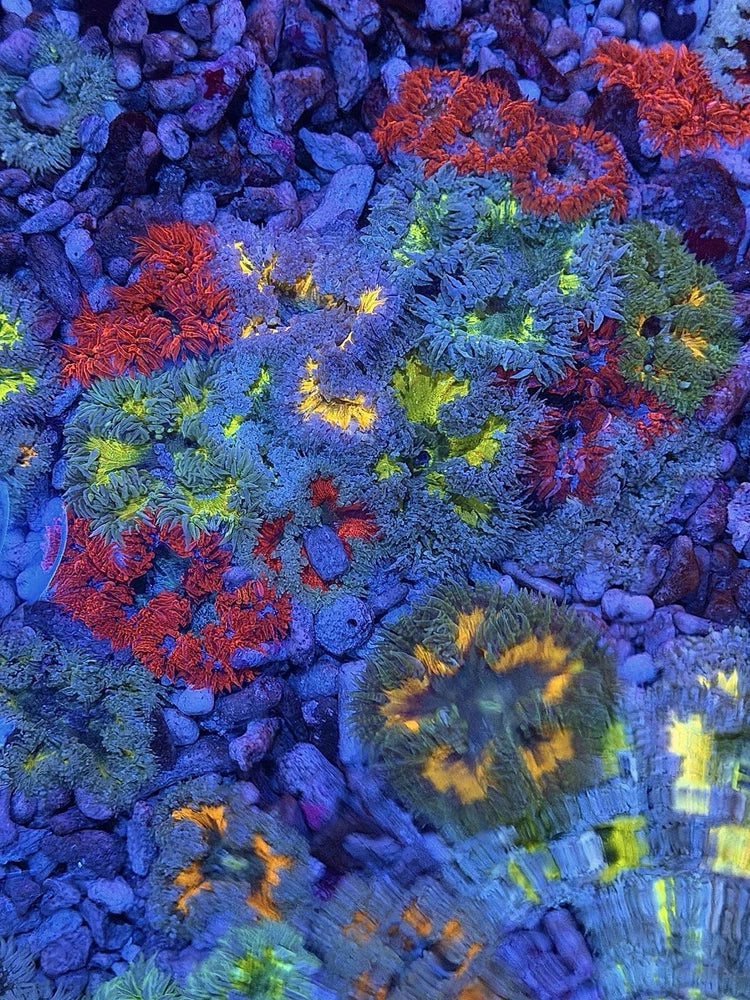 Lot of 3 Crazy Rainbow Ultra Rock Flower Anemone RFA Nem Live Coral Frag LPS SPS Anemone