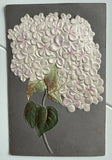Silk Hydrangea Leaves Art Postcard Antique Hydrangea