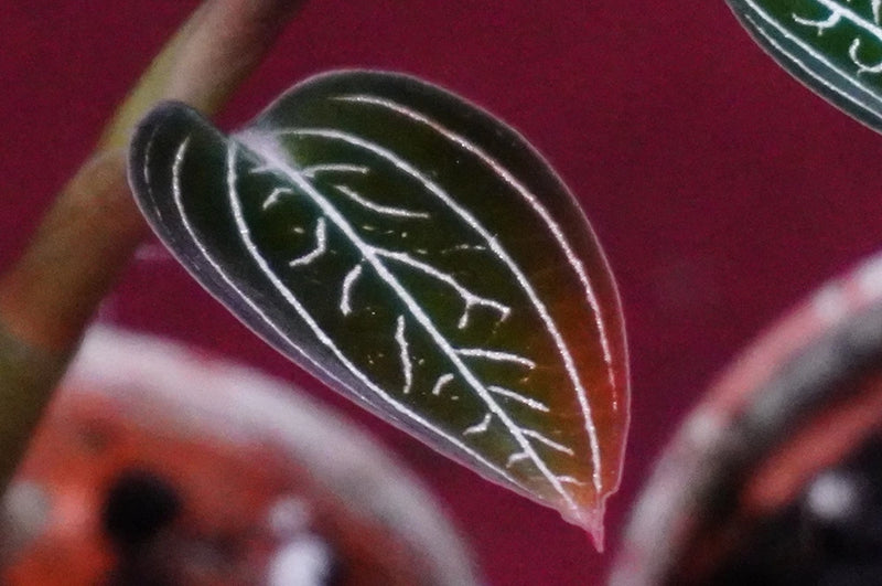Jewel orchid leaf with dark maroon surface and pale white vein pattern, close-up