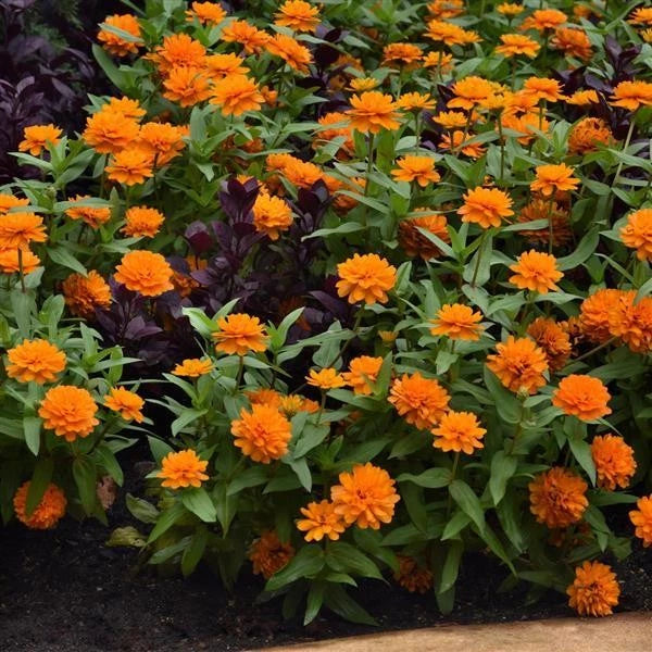 Orange zinnia flowers with green leaves on live plant bedding