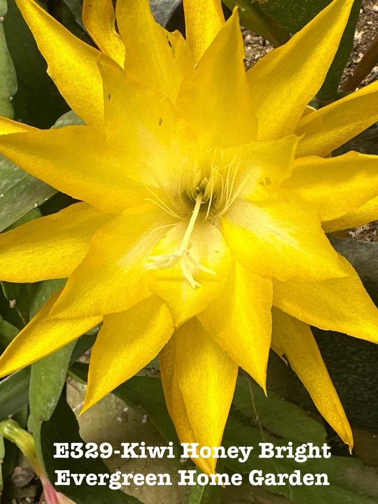 Orchid cactus plant with bright yellow star flower and green leaves