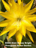 Orchid cactus plant with bright yellow star flower and green leaves