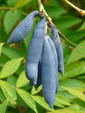 15 Blue Bean Plant Seeds - Exotic Blue Beans - Blue Sausage Fruit Garden Plants