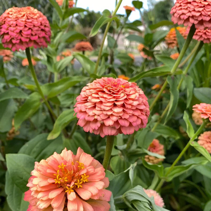 100+ Oklahoma Salmon Zinnia Seeds for Garden Planting - USA - FREE SHIPPING! Garden Plants