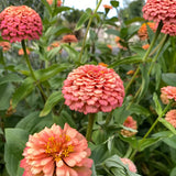 100+ Oklahoma Salmon Zinnia Seeds for Garden Planting - USA - FREE SHIPPING! Garden Plants