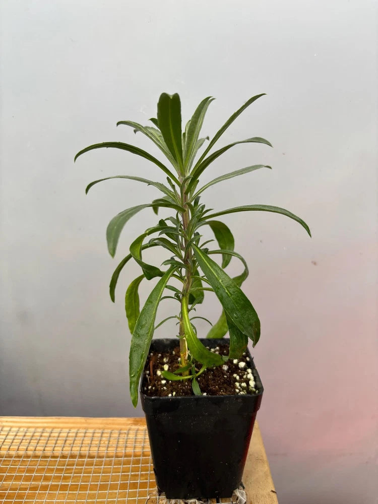 Potted wallflower live plant with narrow green leaves in black nursery pot