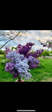 2 YEAR OLD LIVE Lilac Bush/Shrubs 8-16 inches tall (Pack of 2) Flowering Plants