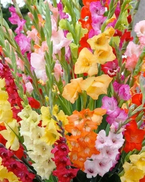8 Mixed Color Gladiola Flower Bulbs ready to plant Flowering Plants