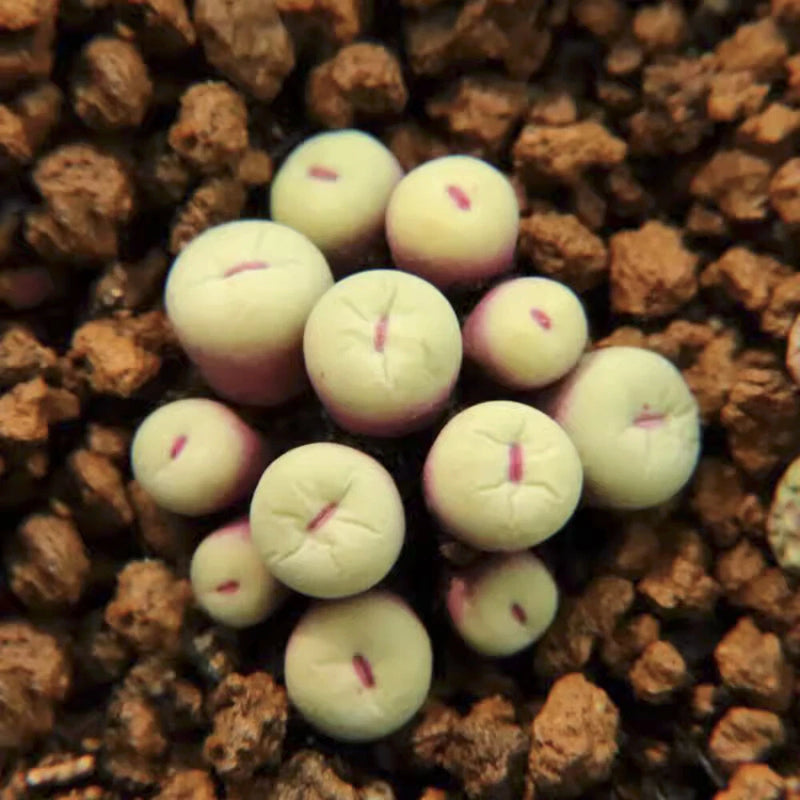 2CM Succulent Plant Conophytum Pageae_Multi-Heads_Aizoaceae Home Garden Plant Garden Plants