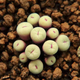 2CM Succulent Plant Conophytum Pageae_Multi-Heads_Aizoaceae Home Garden Plant Garden Plants