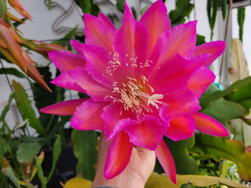 Orchid cactus plant with vivid pink multi-petal flower and green stems in pot