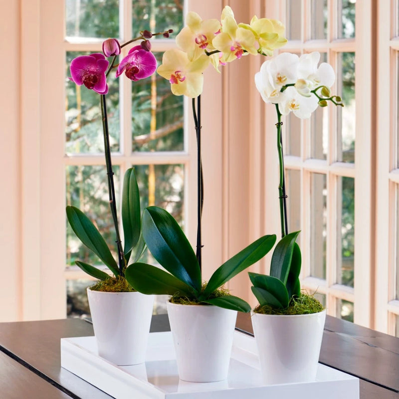 Phalaenopsis orchid plant with purple, yellow, and white blooms in white pots