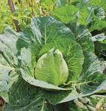 500 WAKEFIELD EARLY JERSEY CABBAGE  SEEDS FRESH FOR GARDENS Garden Plants