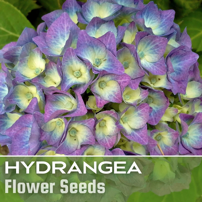 Bloomwonder Hydrangea Seeds 85 or 250 Seeds Flower, Flower Seeds, Non GMO Hydrangea