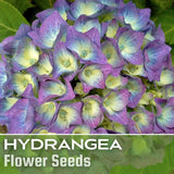 Bloomwonder Hydrangea Seeds 85 or 250 Seeds Flower, Flower Seeds, Non GMO Hydrangea
