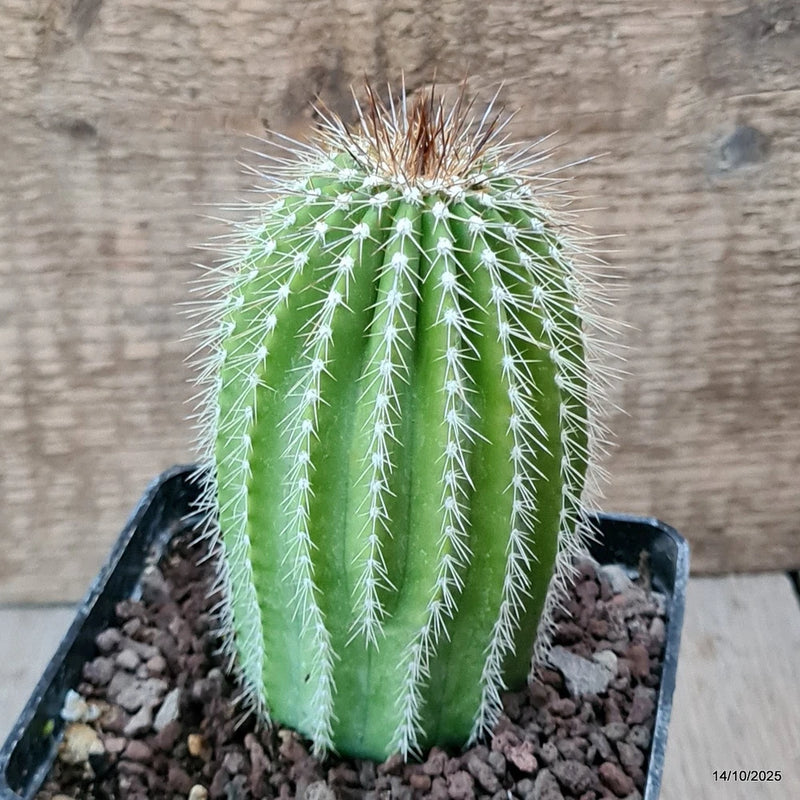 D6983 NEOBUXBAUMIA POLYLOPHA pot10-H12-W6,5 cm MaMa Cactus Green Plant