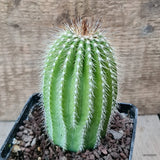 D6983 NEOBUXBAUMIA POLYLOPHA pot10-H12-W6,5 cm MaMa Cactus Green Plant