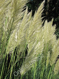 Photo 6x4 Pampas Grass by Hampden Park Drive Eastbourne/TQ5900  c2011 Pampas Grass