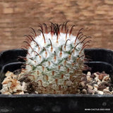 M117 MAMMILLARIA PEREZDELAROSAE pot7-H4-W4 cm MaMa Cactus Green Plant