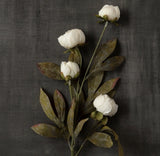 8 Viral Ashland Michael's Cream Peony Stems ¥ Set of 8  Peony Peony