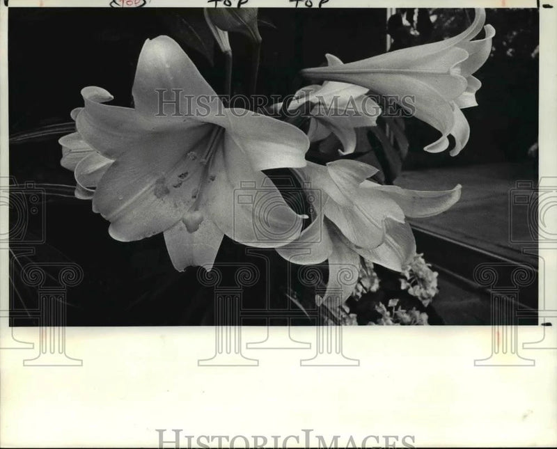 Grayscale lily press photo with two large white flowers and buds