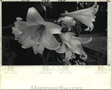 1988 Press Photo Flowers, Plants and Lilies - cva66254 Lily