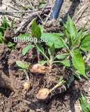 Jerusalem Artichokes, Sunchokes,  Sunroot. Mammoth White. Planting Ready rooted Flowering Plants