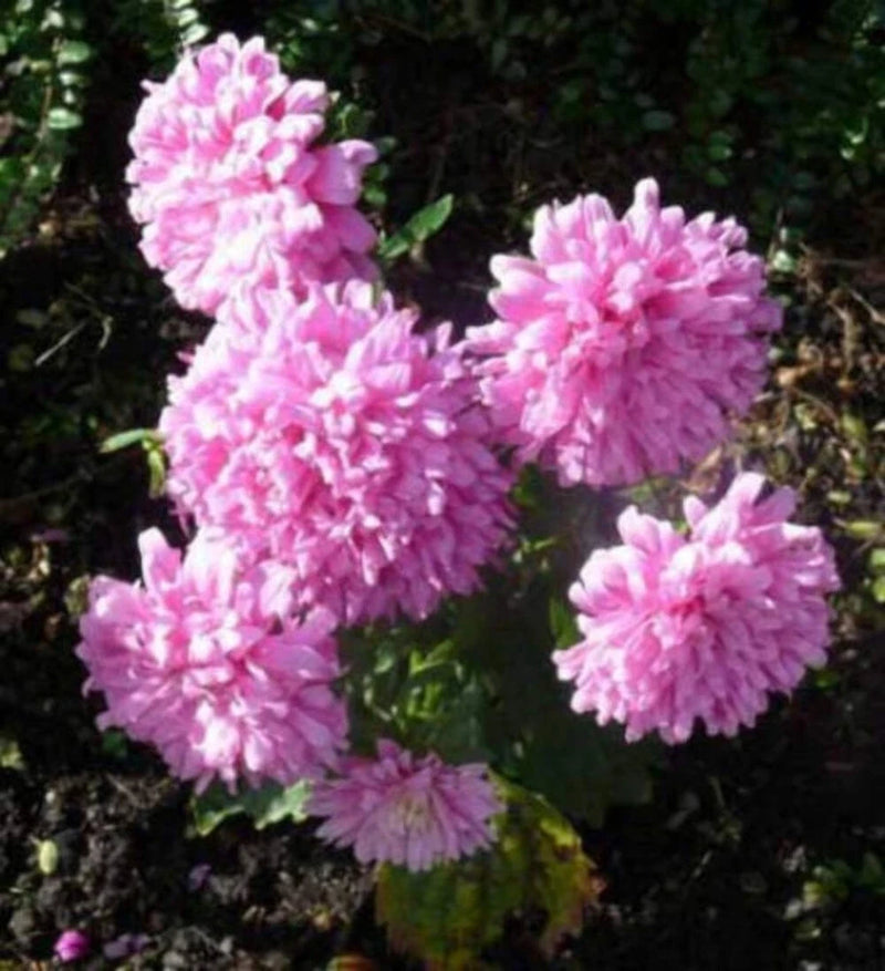 30 DUCHESS CORAL PAEONY ASTER French Peony Callistephus Flower Seeds *Comb S/H Flowering Plants