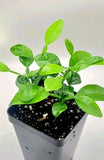 Set of 4  healthy kaffir lime plants, 2-4 inches tall. Green Plant