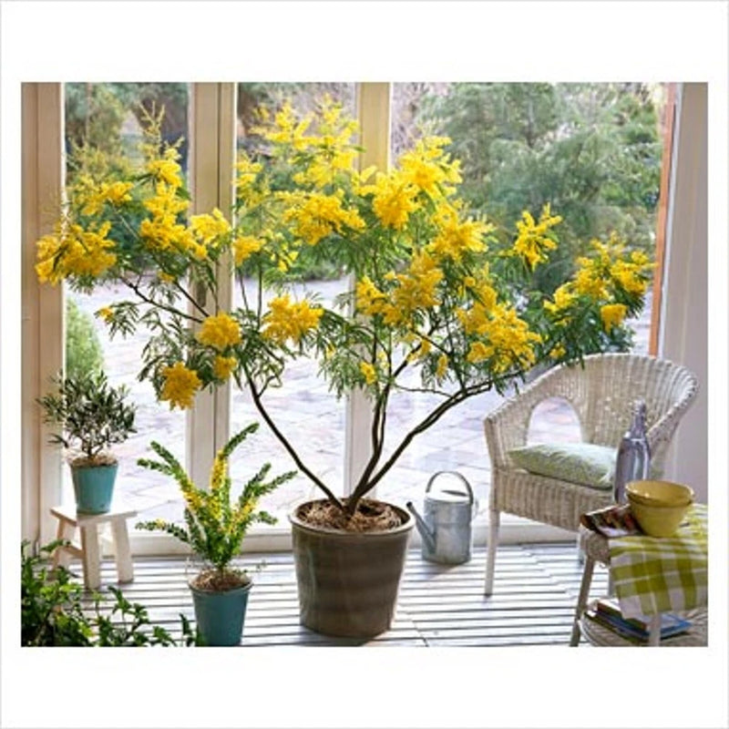 Acacia Dealbata Tree Shrub 20 Seeds, Silver Wattle Mimosa Fragrant Bush Flowering Plants