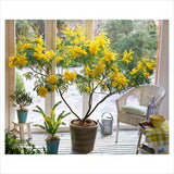 Acacia Dealbata Tree Shrub 20 Seeds, Silver Wattle Mimosa Fragrant Bush Flowering Plants