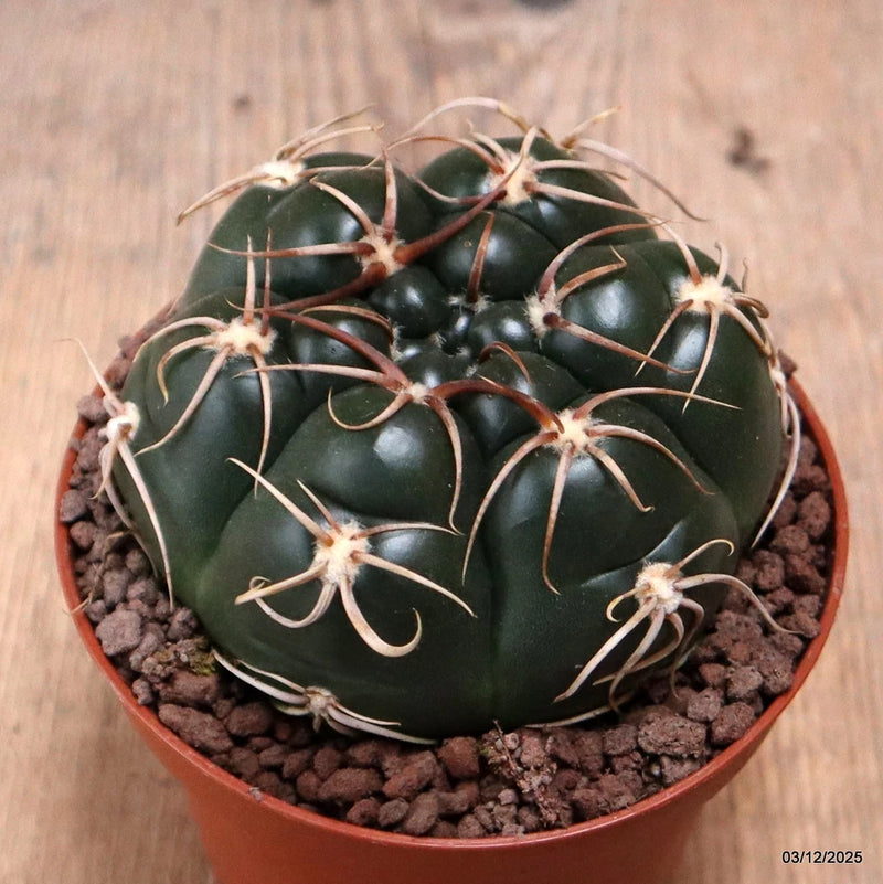 D7678 GYMNOCALYCIUM DENUDATUM pot10-H6-W8,5 cm MaMa Cactus Green Plant