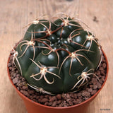 D7678 GYMNOCALYCIUM DENUDATUM pot10-H6-W8,5 cm MaMa Cactus Green Plant