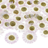 60-Pack Dried Pressed Flowers for Resin, Real Natural Dry Floral [White] Dried Flower