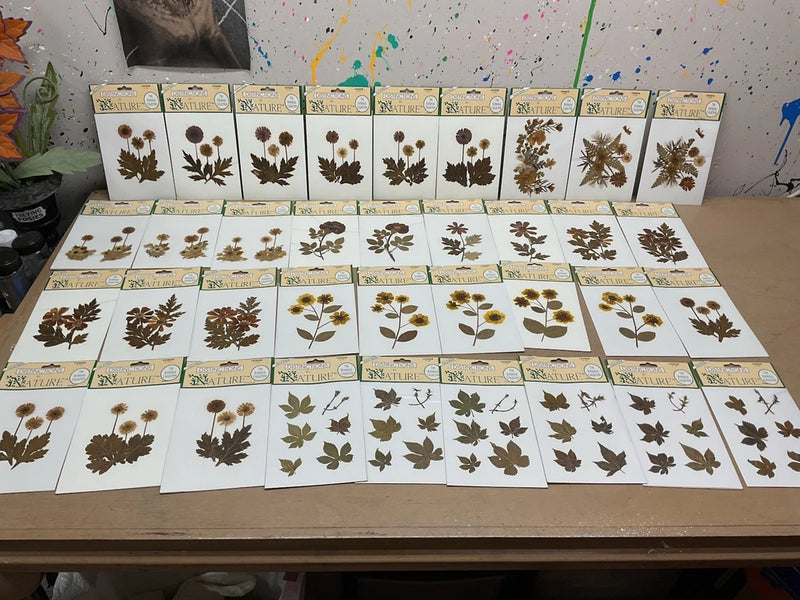NOS Pressed Flowers And Leaves Huge Lot  Vintage Dried Flower