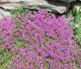 Thyme Creeping Thyme Great Garden Herb By Seed Kingdom 500 Seeds Garden Plants