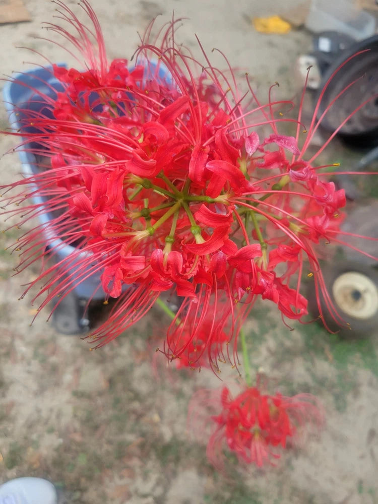 Red Red Spider Lily 5 Pack Live Bulbs Flowering Plants
