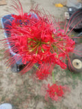 Red Red Spider Lily 5 Pack Live Bulbs Flowering Plants