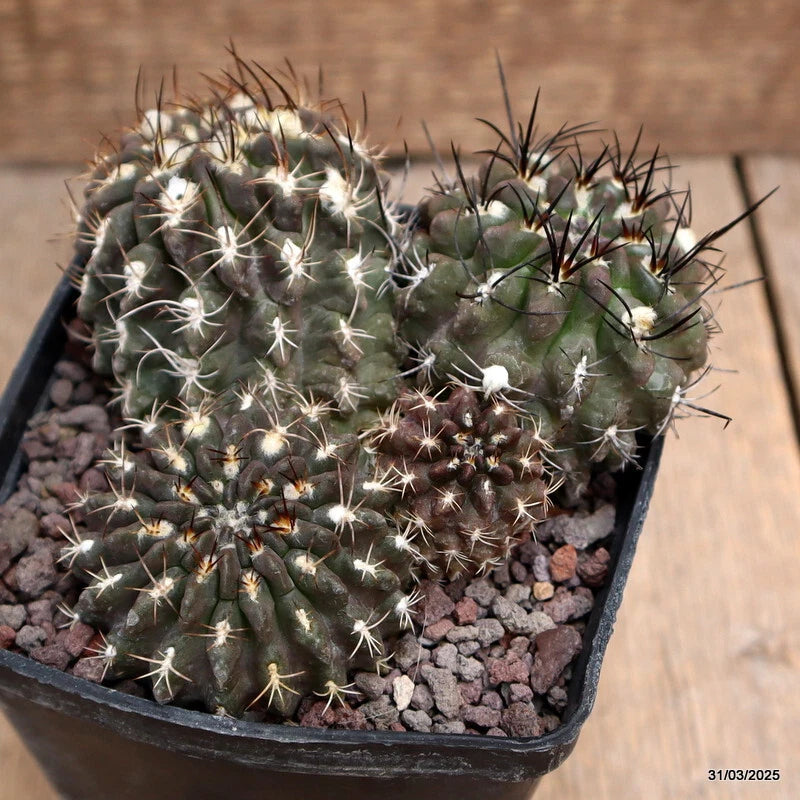 Cactus plant in black pot with green pads and light spines