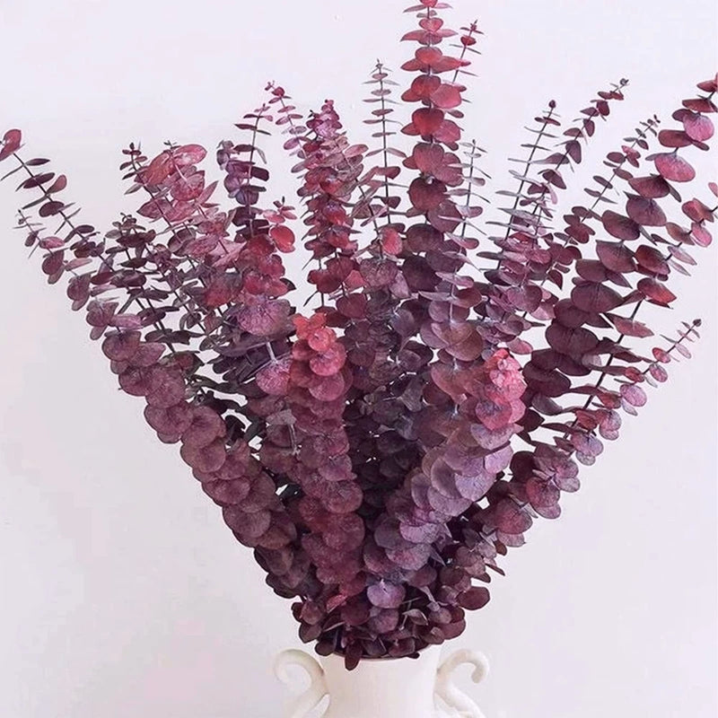 Dried eucalyptus stems, burgundy-red fan bunch with small round leaf clusters